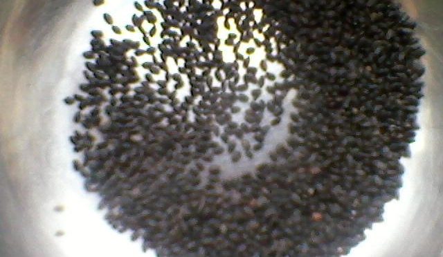 Risks and Benefits of Tukmaria Seeds