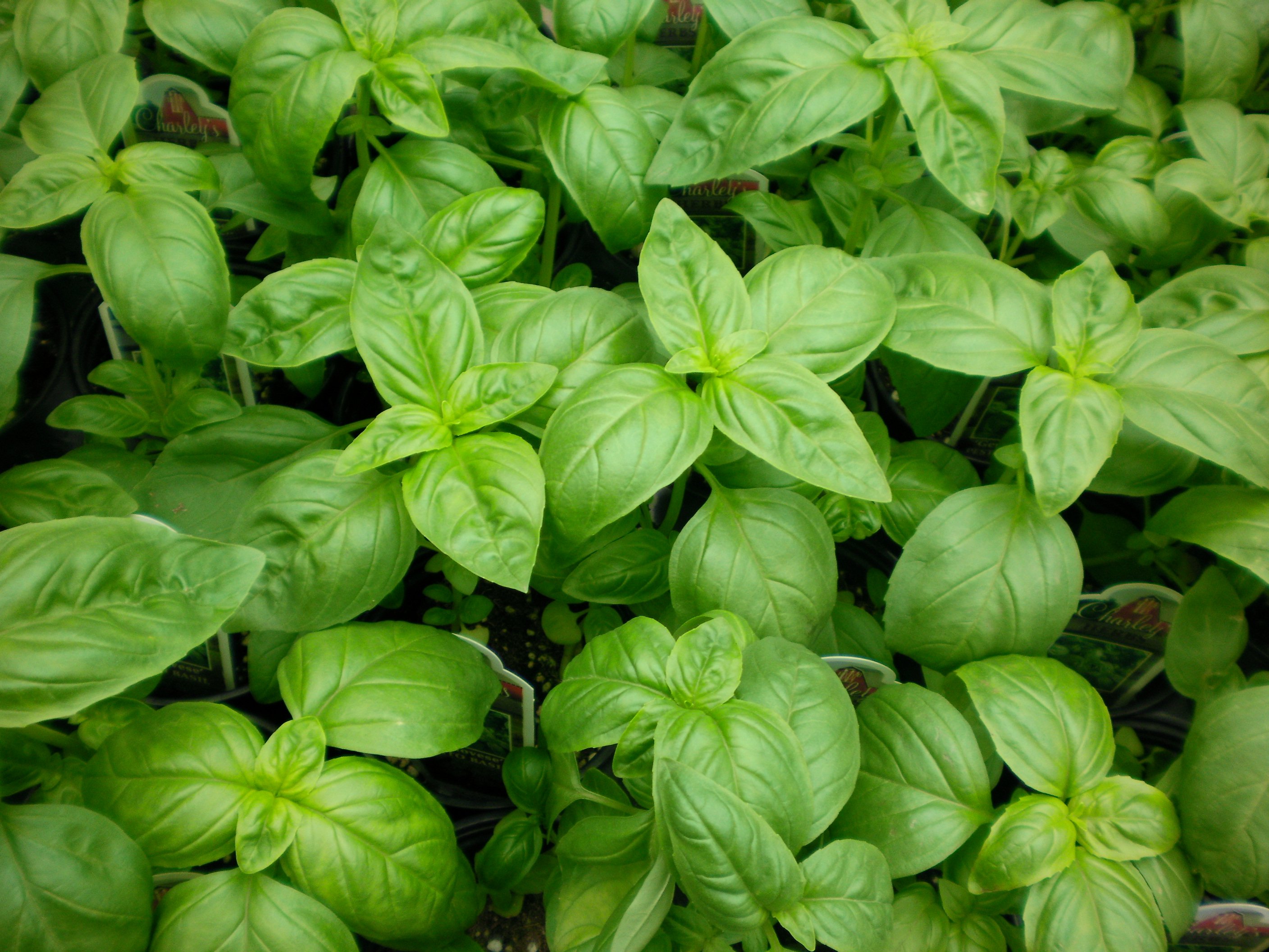 Health Benefits Of Basil Seeds Sabja Or Tukmaria Seeds ParsiCuisine