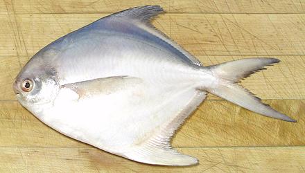 White Pomfret, Silver Pomfret, Pompano, Palmburo Fish – whats the
